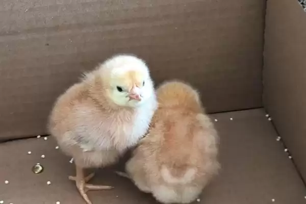 了解小鸡长羽毛时间节点的方法和重点？养鸡要做好哪些生长发育监测？插图6