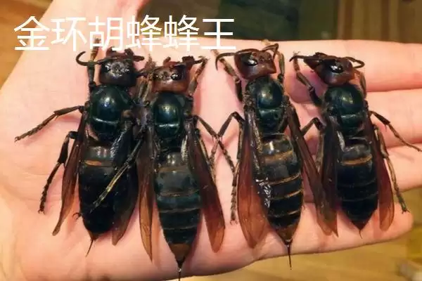 金环胡蜂蜂王和工蜂的区别,体型和毒针长短均不同插图1 金环胡蜂蜂王和工蜂的区别,体型和毒针长短均不同插图1