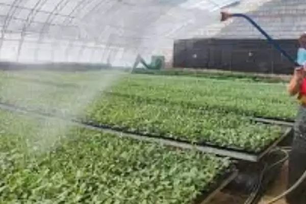 图片[10]-夏秋季避免烟粉虱蔓延的方法和要点？防治烟粉虱蔓延需注意什么？-会东网