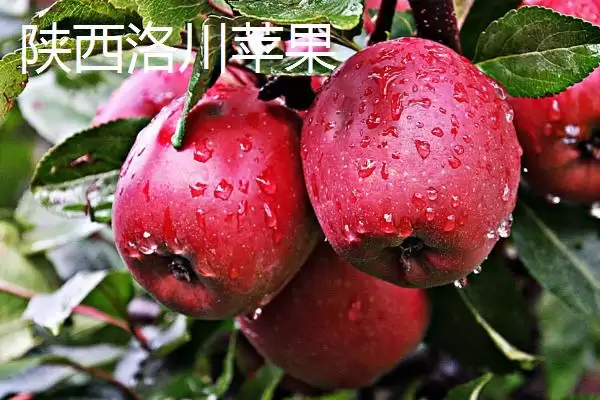 我国苹果产地，主要集中在北方插图3