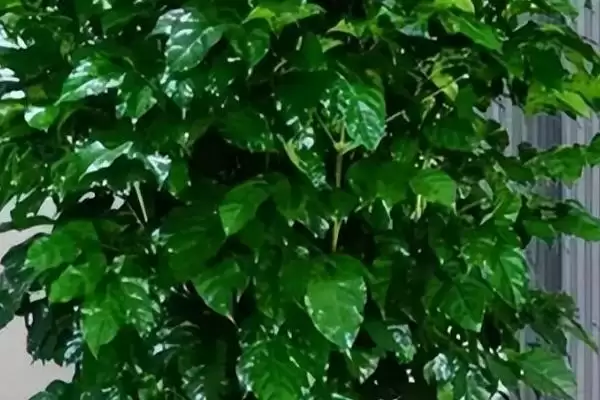 图片[4]-处理幸福树掉枝的方法和重点？处理幸福树掉枝要做好哪些细节？-会东网