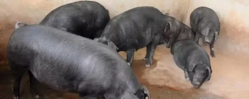 探究猪吃土原因的方法和重点？养猪要做好哪些健康隐患排查细节？-会东网