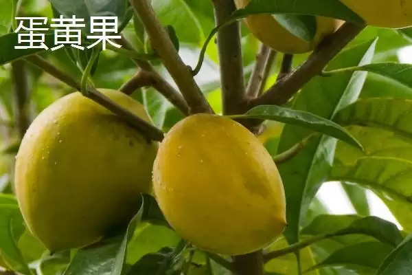 图片[2]-水果种植新宠：羊奶果当年种次年收的致富经-会东网