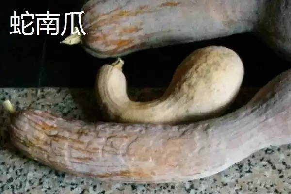 了解我国本土南瓜品种的方法和重点?认识本土南瓜品种要做好哪些细节?插图6 了解我国本土南瓜品种的方法和重点?认识本土南瓜品种要做好哪些细节?插图6