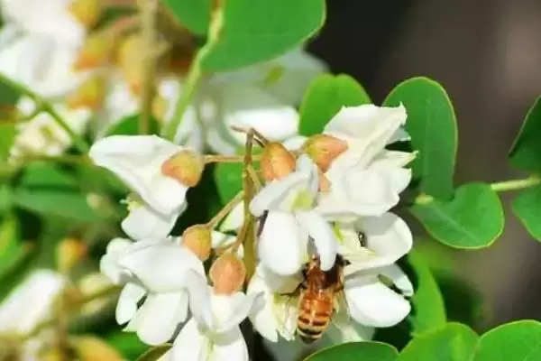 图片[3]-洋槐蜜简介，是蜜蜂采集洋槐花蜜酿成的-会东网