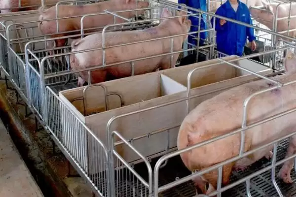 判断猪得了猪瘟的方法和重点?养猪要做好哪些重大疫病判断细节?插图2 判断猪得了猪瘟的方法和重点?养猪要做好哪些重大疫病判断细节?插图2