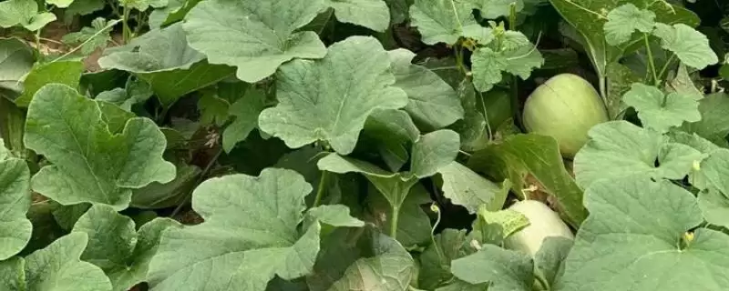 解决甜瓜糖心问题的方法和重点？应对甜瓜糖心要做好哪些细节？-会东网