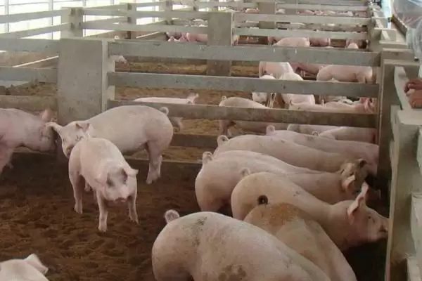 判断猪得了猪瘟的方法和重点?养猪要做好哪些重大疫病判断细节?插图1 判断猪得了猪瘟的方法和重点?养猪要做好哪些重大疫病判断细节?插图1