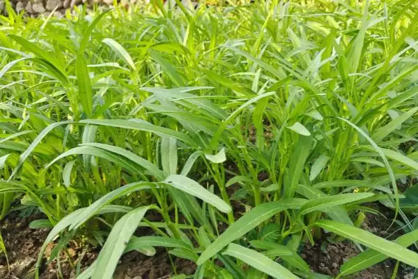 空心菜的催芽方法 ,空心菜通常怎样进行温水浸种催芽？插图2