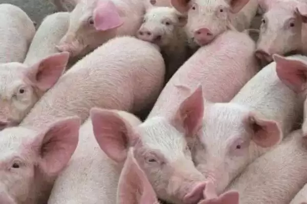 夏天让猪快速生长的方法和重点？养猪要做好哪些夏季养殖细节？插图3