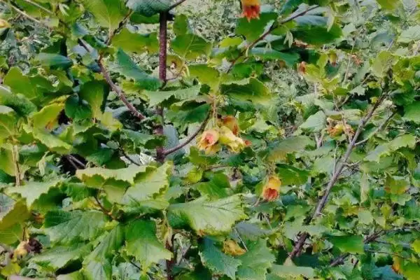 了解榛子的方法和重点？养猪与周边经济作物有哪些关联细节？插图6