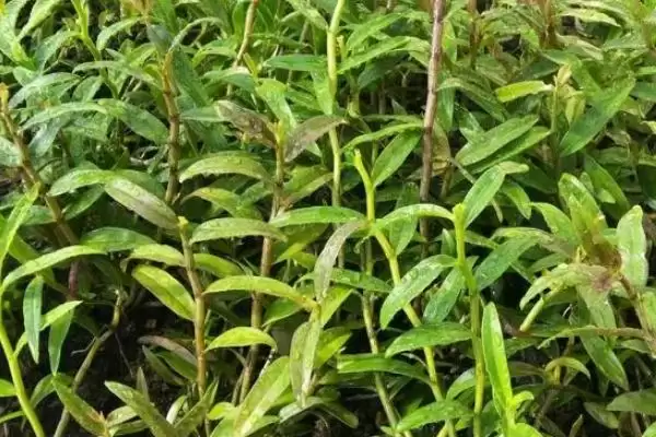 图片[4]-铁皮石斛有哪些种植要求？种植铁皮石斛要满足哪些科学的环境和技术要求？-会东网