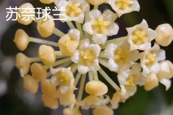 球兰品种颜值大赏：众多品种各有特点的观赏价值插图2