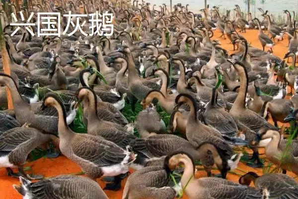 图片[10]-江西省瑞金市的特产 ,江西省瑞金市有啥特色美食-会东网