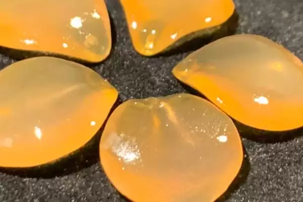 图片[2]-青鱼石位置探寻：在青鱼牙齿上方枕骨上的发现-会东网