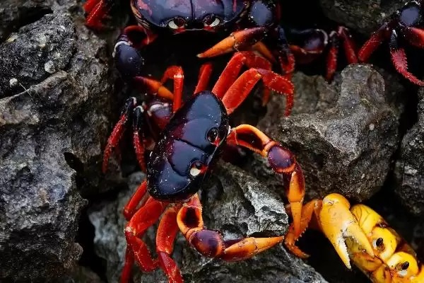 螃蟹产卵时间之谜:12月到次年3月的繁殖奥秘插图1 螃蟹产卵时间之谜:12月到次年3月的繁殖奥秘插图1