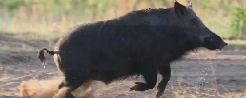 了解野猪寿命的方法和重点？养猪要做好哪些养殖周期细节？-会东网