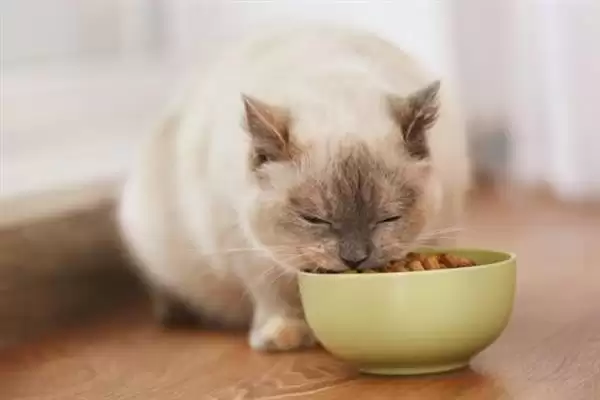 猫咪吃干粮和湿粮各有什么优缺点 ,干粮价低易胖湿粮补水期短插图3