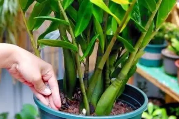 金钱树的浇水施肥方法 ,金钱树如何进行浇水和施肥插图2 金钱树的浇水施肥方法 ,金钱树如何进行浇水和施肥插图2