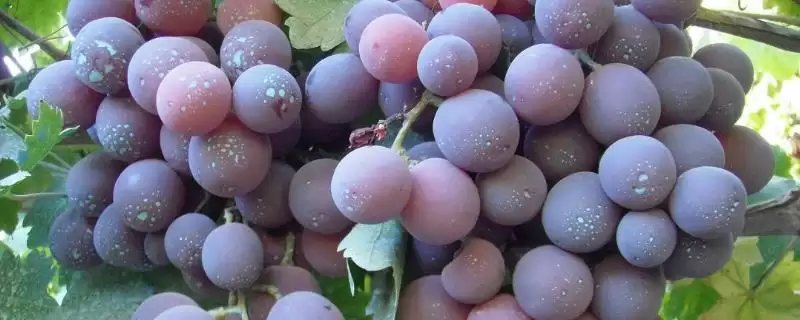 葡萄成熟期揭秘：7-10月份左右的甜蜜时刻-会东网