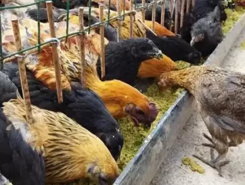 提高养鸡经济效益的方法和重点?养鸡要做好哪些效益提升策略?插图8 提高养鸡经济效益的方法和重点?养鸡要做好哪些效益提升策略?插图8