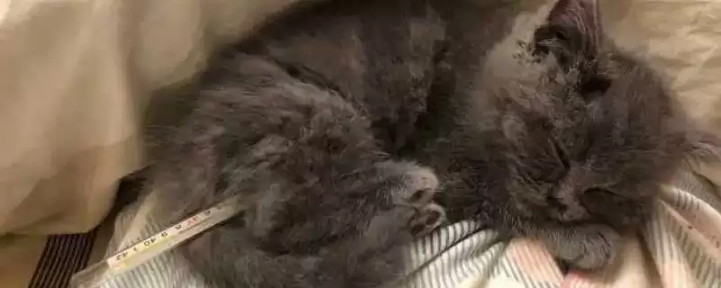 猫间歇性发烧的原因有哪些 ,猫间歇性发烧由何引起-会东网