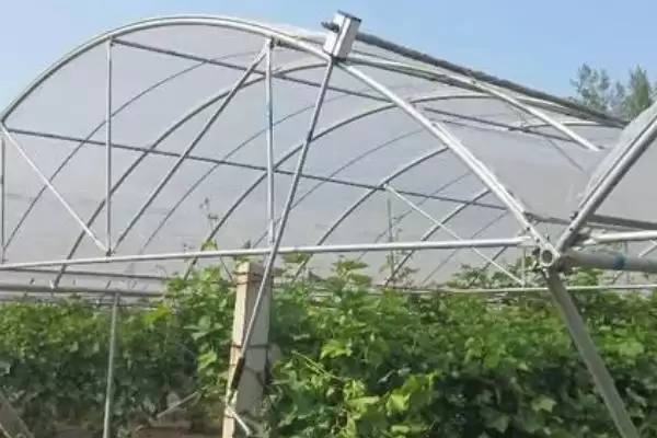 葡萄避雨栽培的利弊分析:减少病害与枝蔓徒长的两面性插图1 葡萄避雨栽培的利弊分析:减少病害与枝蔓徒长的两面性插图1