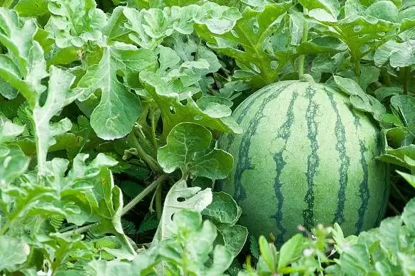分析西瓜不甜原因的方法和重点？探究西瓜不甜要做好哪些细节？插图4