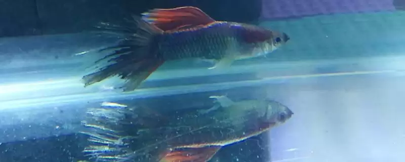 孔雀鱼尾巴烂的自愈情况 ,孔雀鱼尾巴烂严重为何难自愈?-会东网