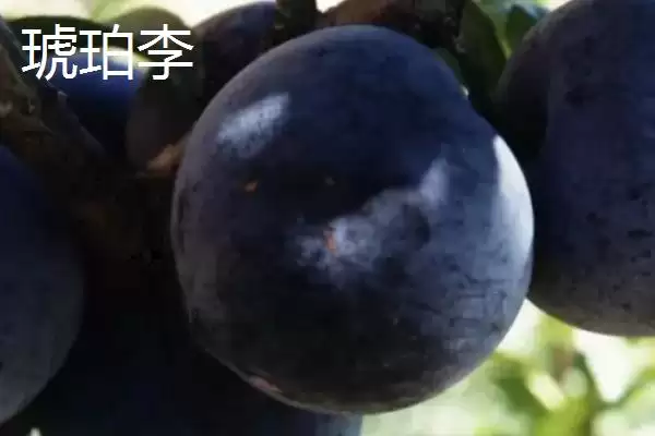 图片[4]-了解种李子适用土壤的方法和重点？了解种李子适用土壤要做好哪些细节？-会东网