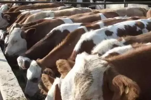 牛应激反应的表现与应对：精神紧张、四处张望的背后原因插图3