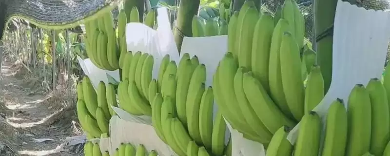 认识优质好吃香蕉品种的方法和重点？认识优质好吃香蕉品种要做好哪些细节？-会东网