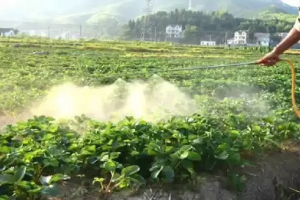 图片[4]-草莓茎秆发红的原因，可能是因为冬季温度过低导致的-会东网