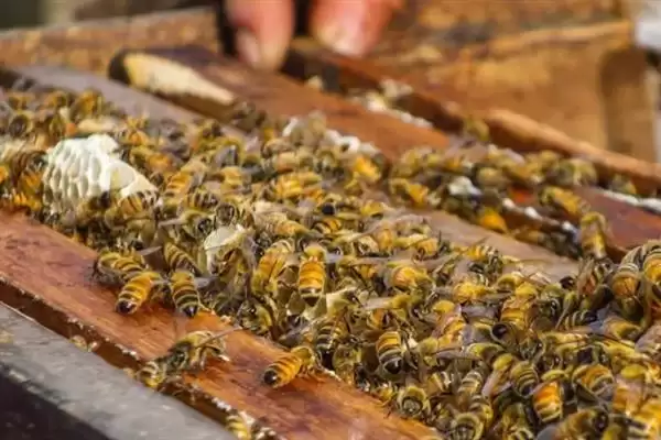 蜂王网购回来后如何介王，关入介王器中并喷洒蜂蜜水、待蜂群接受蜂王后再释放插图5