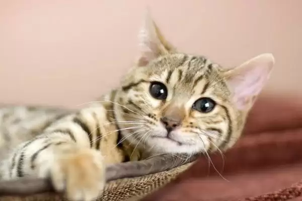 猫咪冬季怎样过冬适宜 ,猫咪冬季室内温度无需过高插图2 猫咪冬季怎样过冬适宜 ,猫咪冬季室内温度无需过高插图2