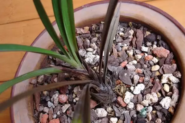 兰花的常见病害及防治 ,兰花常见的疫霉病等如何防治?插图3 兰花的常见病害及防治 ,兰花常见的疫霉病等如何防治?插图3