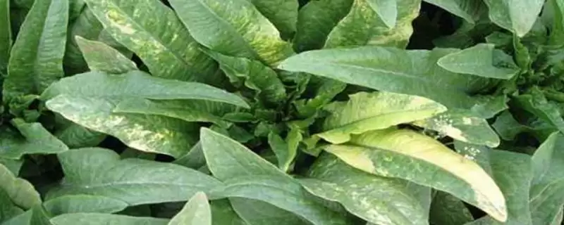 了解油麦菜霜霉病的方法和重点？了解油麦菜霜霉病要做好哪些细节？-会东网