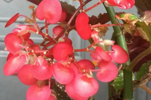 图片[2]-竹节海棠不开花的原因和解决要点？解决竹节海棠不开花需注意什么？-会东网