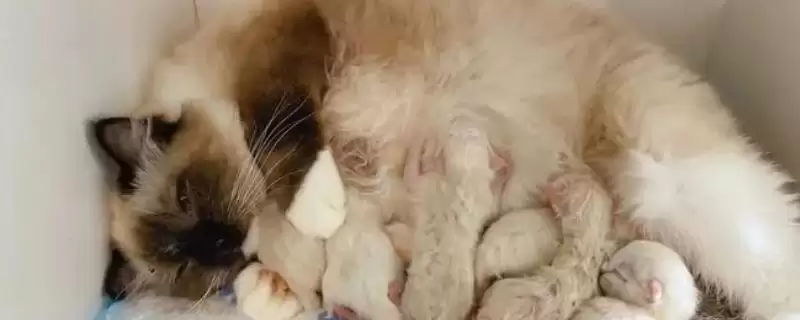 母猫产后一个月有哪些注意事项 ,母猫产后一月需关注饮食、乳房等方面-会东网