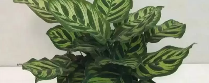 猫眼竹芋要怎么进行养殖呢 ,猫眼竹芋养殖温度保持 20-30℃-会东网