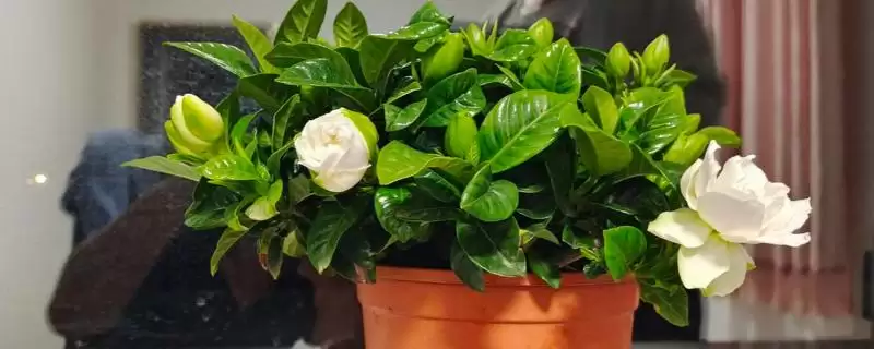 了解栀子花开花季节的方法和重点？了解栀子花开花季节要做好哪些细节？-会东网