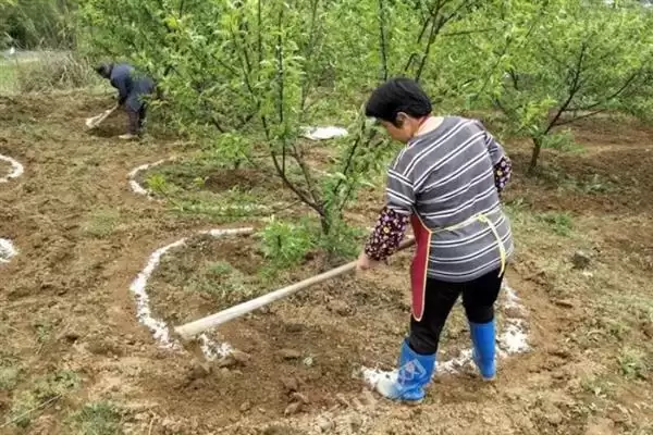春季苹果园如何正确清园，包含物理清园和化学清园插图9