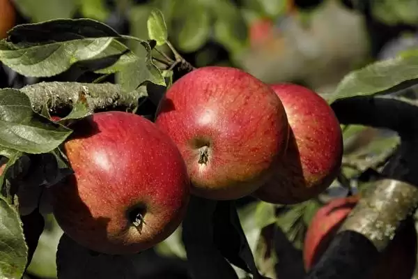 我国苹果产地，主要集中在北方插图2