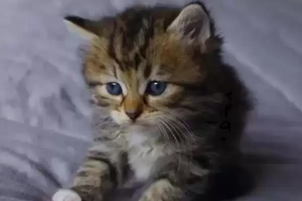 猫咪软骨病应该怎么治疗 ,不同原因的猫咪软骨病治疗方法不同插图2 猫咪软骨病应该怎么治疗 ,不同原因的猫咪软骨病治疗方法不同插图2