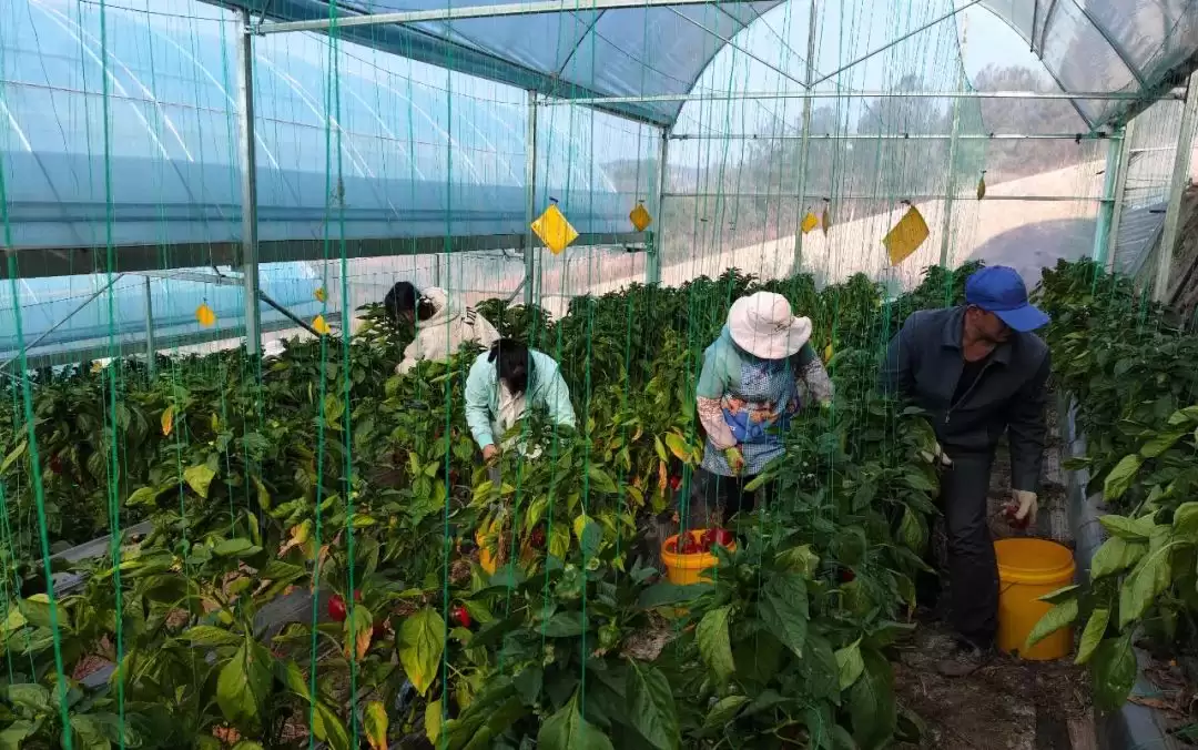 会东鱼山大棚蔬菜示范基地辣椒丰收，家门口就业圈助力移民增收插图