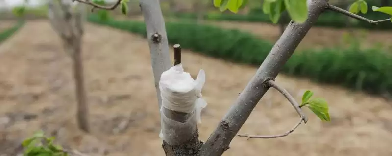嫁接柿树的季节和方法 ,嫁接柿树在何时且有何方法-会东网