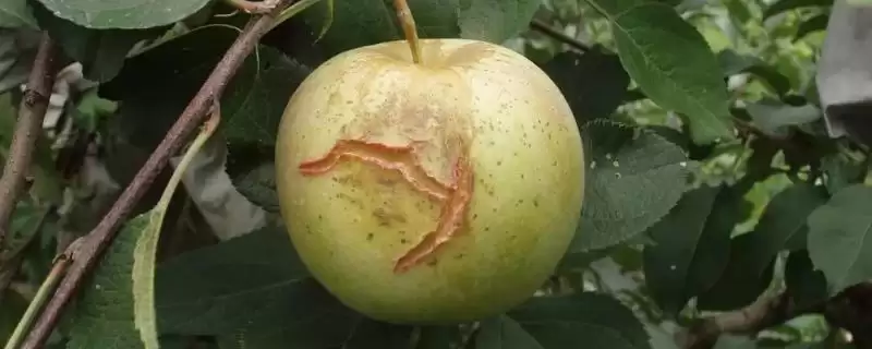 苹果为什么会出现裂纹，通常是因为患有苹果裂纹病-会东网