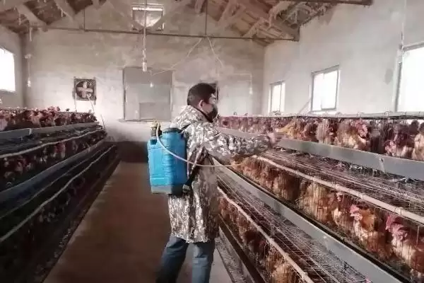确定养鸡消毒周期的方法和重点?养鸡要做好哪些卫生防疫安排?插图2 确定养鸡消毒周期的方法和重点?养鸡要做好哪些卫生防疫安排?插图2