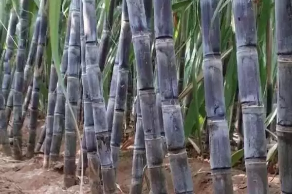 图片[3]-水果甘蔗怎么管理？管理水果甘蔗要掌握哪些关键的种植管理方法？-会东网