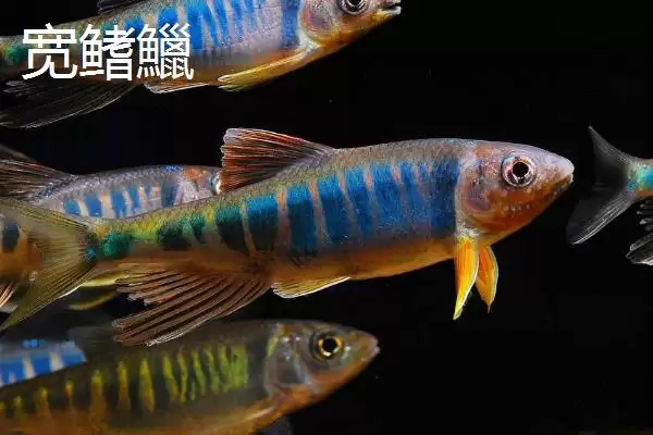 宽鳍鱲和马口鱼的区别 ,宽鳍鱲胸鳍的黑色斑点有何特征？插图1